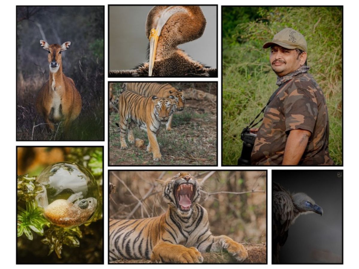 Capturing the Beauty of the Wild: The Lens of Hardik Shah
